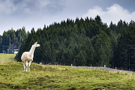 Alpaca 图像图片