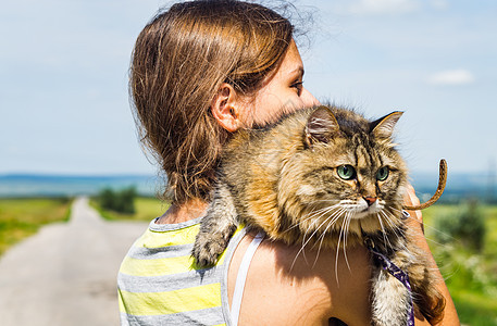 客车旅行者的外观 猎犬 动物 车辆 夏天 美丽的图片