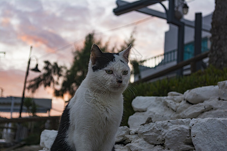 猫座落在希腊克里特莫赫洛斯村海岸的希腊Crete 爱琴海 岛图片