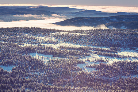 冬季森林 户外 冰冷的 季节 薄片 圣诞节 冻结图片