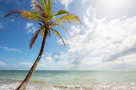 哥斯达黎加的海岸 冷清 热带 日落 棕榈 天堂 放松图片