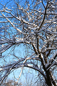 尼斯冬季背景 假期 非城市 冰 冰冷的 树 雪花图片