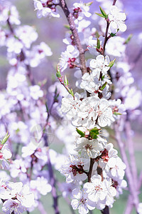 春樱花鲜花 紧贴在bokeh模糊的背面 气候背景图片