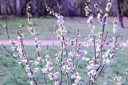 春色模糊的花朵樱桃树枝边上背景图片