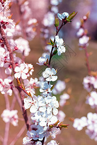 新鲜春樱花枝 在bokeh模糊的背面紧贴背景图片