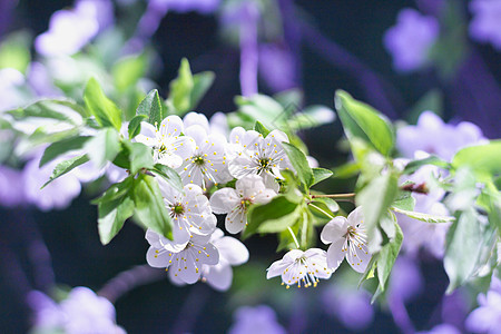 春樱花鲜花 紧贴在bokeh模糊的背面 公园背景图片