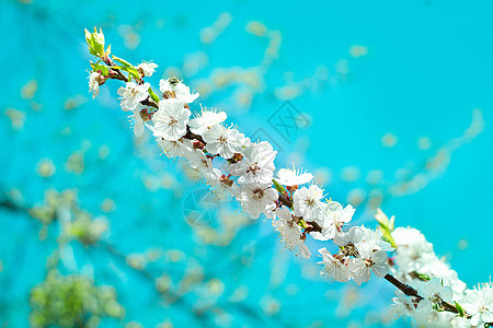 新鲜春樱桃树 紧贴着多彩模糊的背面背景图片