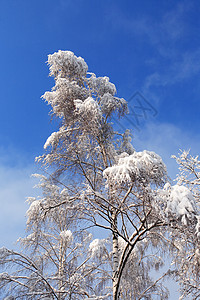 尼斯冬季背景 天空 天气 树 木头 雪 冰图片