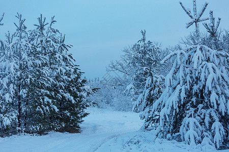 冬季森林 早晨 寒冷 山 冻结 薄片 自然 晴天图片