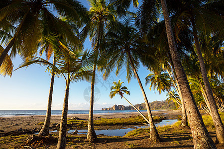 哥斯达黎加的海岸 美丽的 自然 热带 树 加勒比 国家的图片