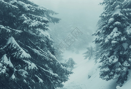 冬季森林Instagram过滤器图片