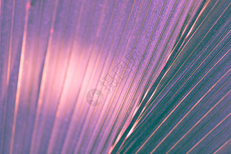 紫外线色调选择性聚焦背景中的棕榈叶 异国情调 丛林图片
