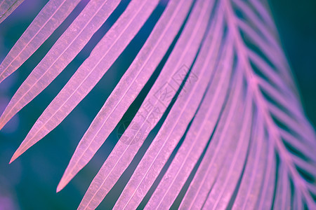 紫外线色调选择性聚焦背景中的棕榈叶 夏天 自然图片