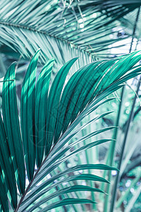 复古色调的棕榈叶选择性聚焦背景 丛林 天堂 夏天图片