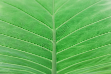 复古色调的棕榈叶选择性聚焦背景 时尚 纺织品 森林图片