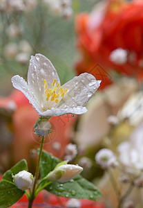 白茉莉花和滴子图片