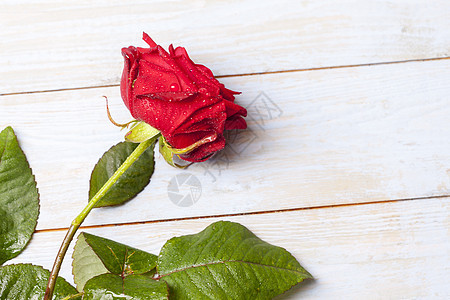 紧紧的一朵美丽的红玫瑰 春天 花的 夏天 植物 盛开图片