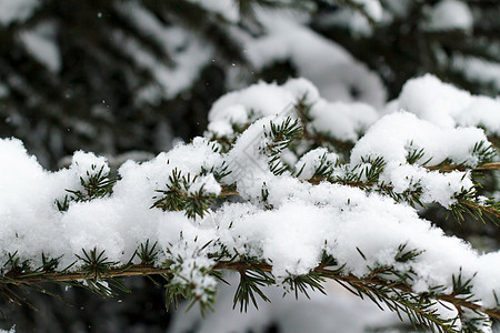 雪中覆盖的冬季绿色分支图片