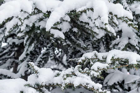 雪盖下的斯普鲁斯树枝图片