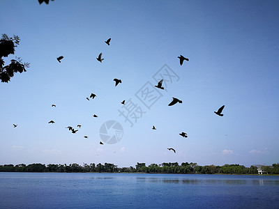 鸟儿在天上飞翔 在泰国公共水域的近自然湖 海洋 海滩图片
