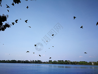 鸟儿在天上飞翔 在泰国公共水域的近自然湖 航班 天空图片