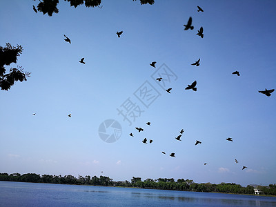 鸟儿在天上飞翔 在泰国公共水域的近自然湖 孤独 公园图片