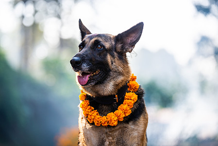 加德满都 Nepa 的狗节 项链 谢泼德 犬类 伴侣图片