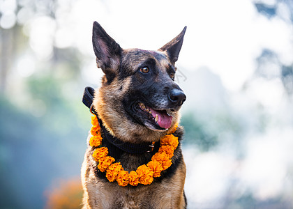 加德满都 Nepa 的狗节 坐着 成人 牧羊犬 犬类图片