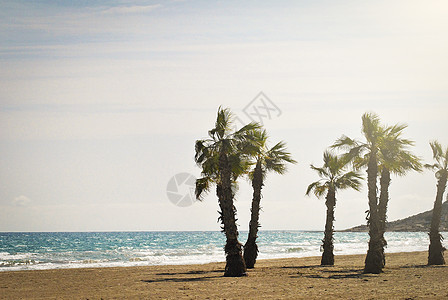 带有棕榈树的热带白沙滩图片