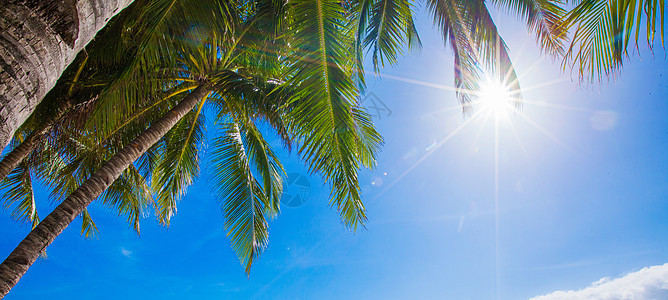 阳光照耀在棕榈树上 热的 旅行 户外的 美丽图片