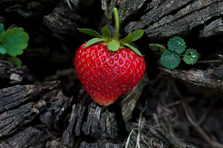 木桩上的草莓 叶子 植物 甜的 森林 假期 水果图片