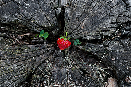 木桩上的草莓 饮食 植物 森林 自然 夏天 美丽 木质材料图片