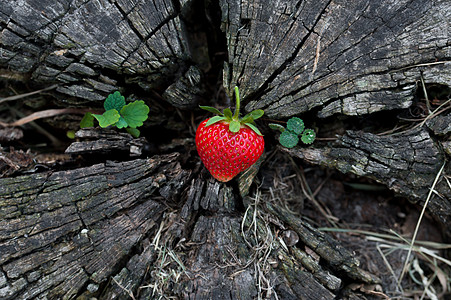 木桩上的草莓 碗 饮食 水果 树桩 自然 木质材料 森林图片