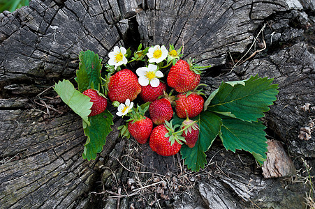 木桩上的草莓 树干 宏观 春天 碗 健康的生活方式 叶子图片
