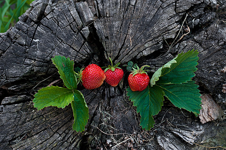 木桩上的草莓 健康的生活方式 植物 树 森林 水果 甜的图片