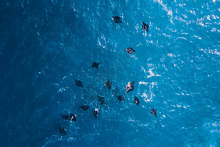 一大群海中的黑刺青 大片海水中的黑线图片