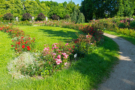 长着一串多彩玫瑰的卷发花床 在植物园里的花园里 与绿色多汁的草原相伴图片