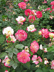 白玫瑰和粉红玫瑰 有绿色多汁的叶子和尖刺图片