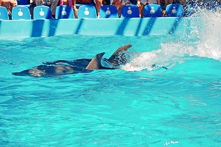 湛蓝透明的池水中 一对海豚在游客面前表演图片