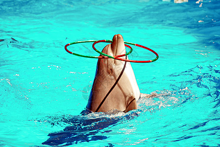 聪明的海豚在泳池水面上 与数个环杂耍图片