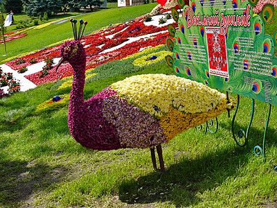 由不同颜色的花朵组成 站在公园绿草上 在展览会举行 在公园里图片