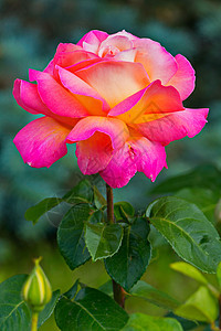 一朵壮丽的玫瑰 长在带刺的多刺茎上 花瓣呈美丽的黄粉色图片