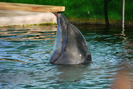 一只英俊的海豚 在泳池的清澈水域里 鼻子伸满了木板图片