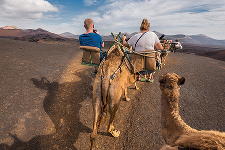 西班牙加那利群岛兰萨罗特岛蒂曼法亚国家公园火山景观中的不明身份游客乘坐的卡梅尔山 骆驼 毛茸茸图片