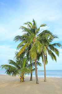 泰国海滩上的椰子棕榈树 绿色的 热带 植物 夏天图片