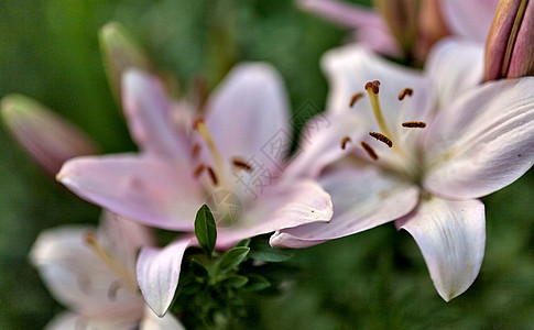 清晨太阳照亮的细粉红百合 情人节 浪漫的 芽 植物群图片