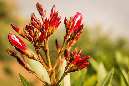 红花分支 庆典 芽 花的 夏天 树叶 盛开 花束图片