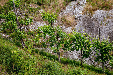 普罗塞科地区岩石下一个陡峭山坡下的葡萄园图片