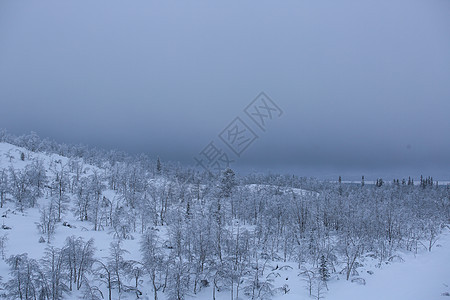 北部森林被雪覆盖 拉普兰 冬季景观 山 旅游 树图片