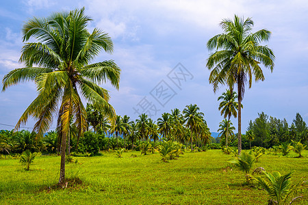 与绿色领域和蓝天的可可椰子白色沙滩K 岛图片